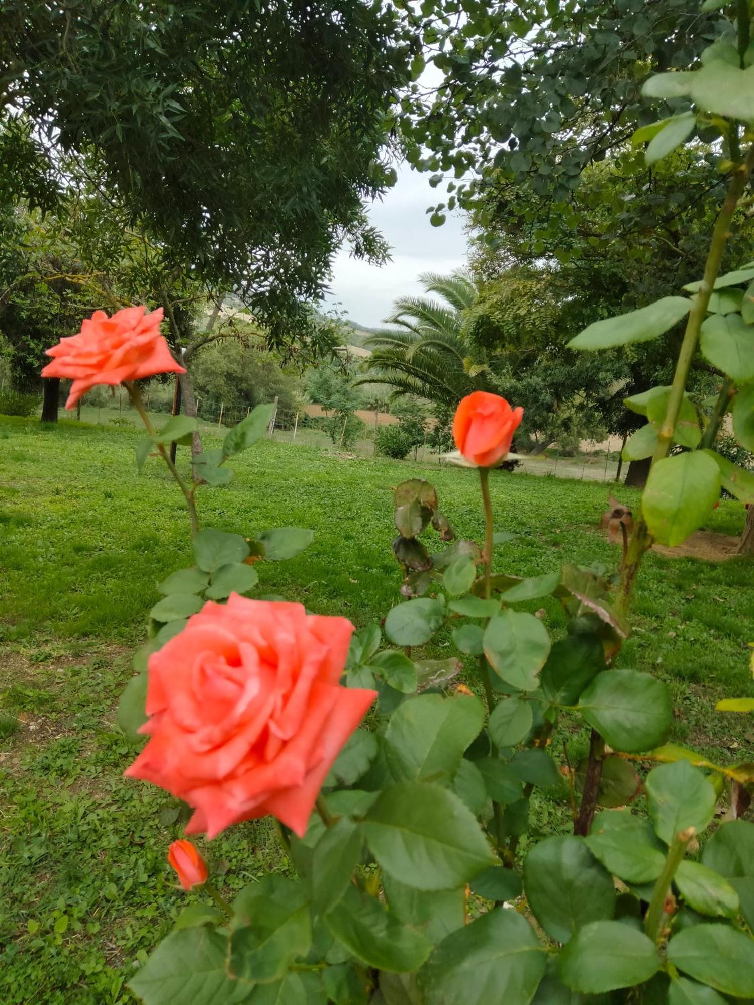 Agriturismo Da Remo Magliano in Toscana Exteriör bild