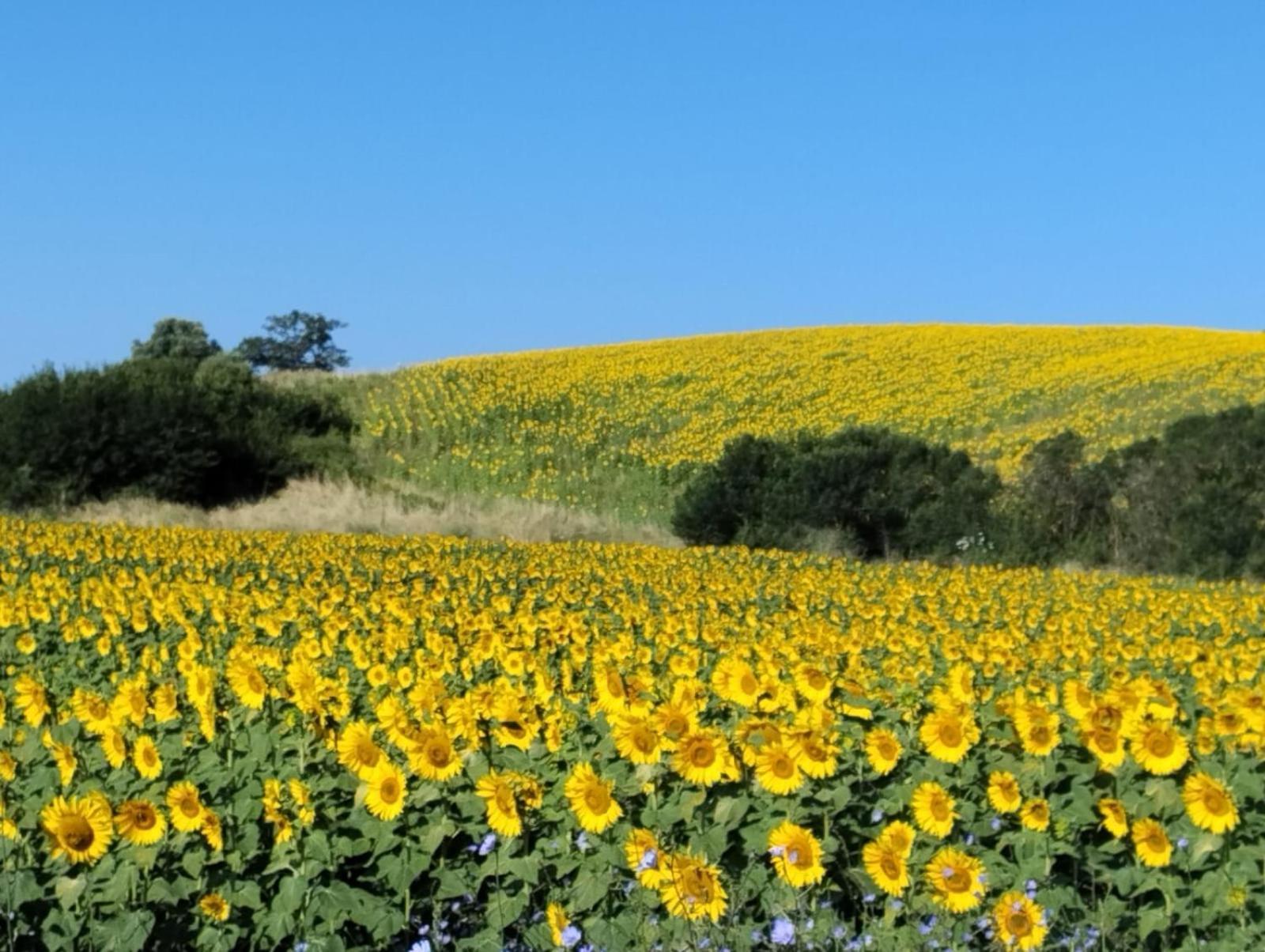 Agriturismo Da Remo Magliano in Toscana Exteriör bild