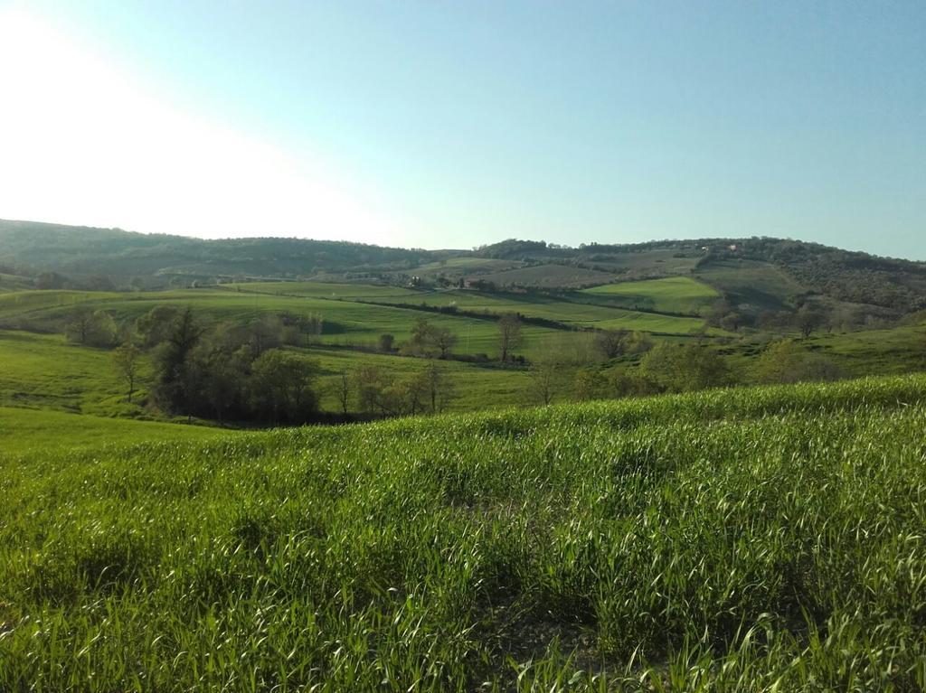 Agriturismo Da Remo Magliano in Toscana Exteriör bild